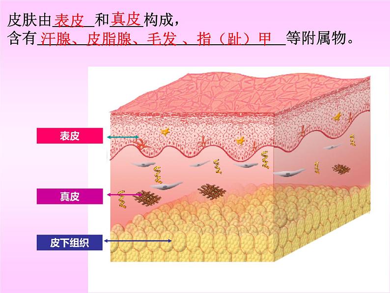 人体内废物的排出课件PPT第2页