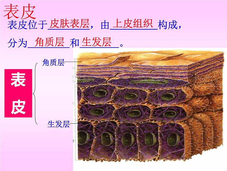 人体内废物的排出课件PPT第3页