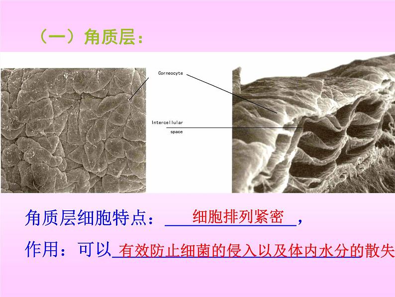 人体内废物的排出课件PPT第4页