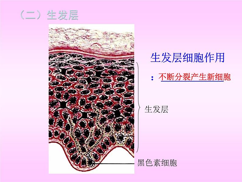 人体内废物的排出课件PPT第6页