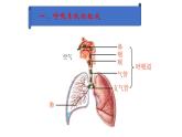 呼吸道对空气的处理课件PPT