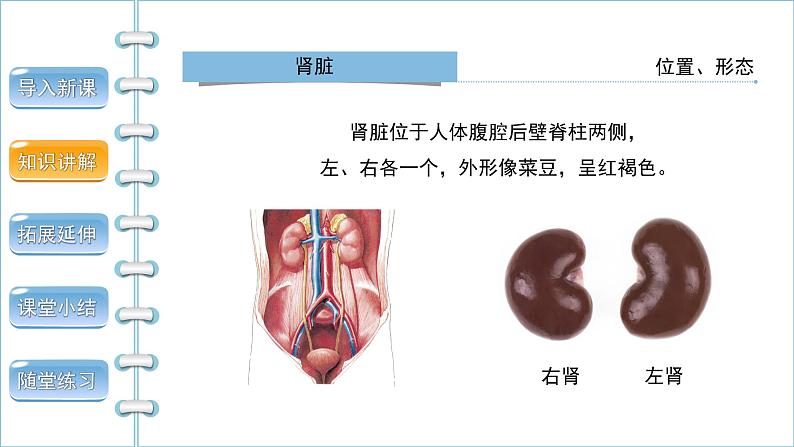 5.1人体内废物的排出第1课时课件PPT第7页