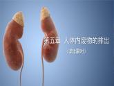 5.2人体内废物的排出第2课时课件