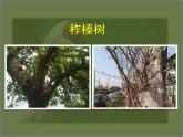 苏科版八下生物 26.2 保护生物多样性 课件