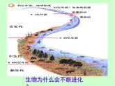 苏科版八下生物 23.3 生物进化的原因 课件