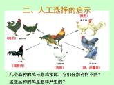 苏科版八下生物 23.3 生物进化的原因 课件