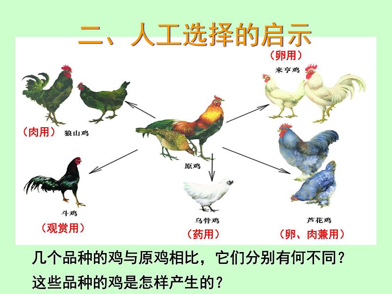 苏科版八下生物 23.3 生物进化的原因 课件05