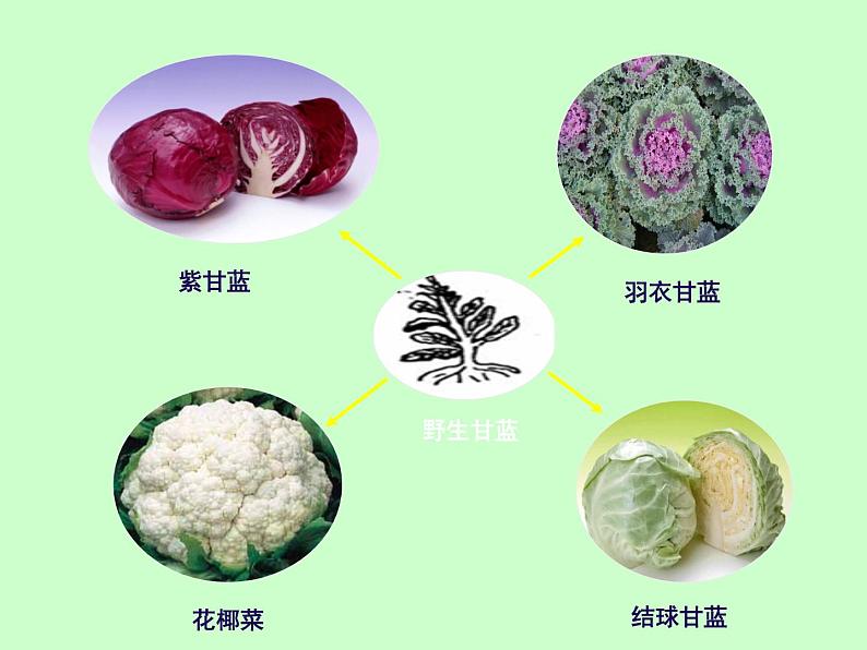 苏科版八下生物 23.3 生物进化的原因 课件08