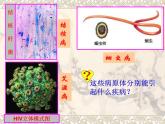 苏科版八下生物 24.2 传染病的预防 课件