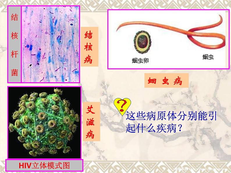 苏科版八下生物 24.2 传染病的预防 课件第4页