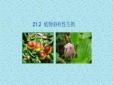 蘇教版八下生物 21.2植物的有性生殖 課件