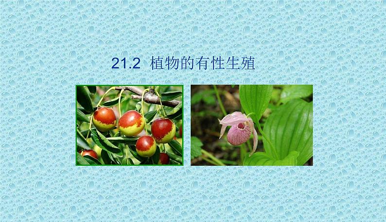 苏教版八下生物 21.2植物的有性生殖 课件01