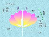 蘇教版八下生物 21.2植物的有性生殖 課件