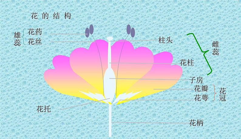 苏教版八下生物 21.2植物的有性生殖 课件03