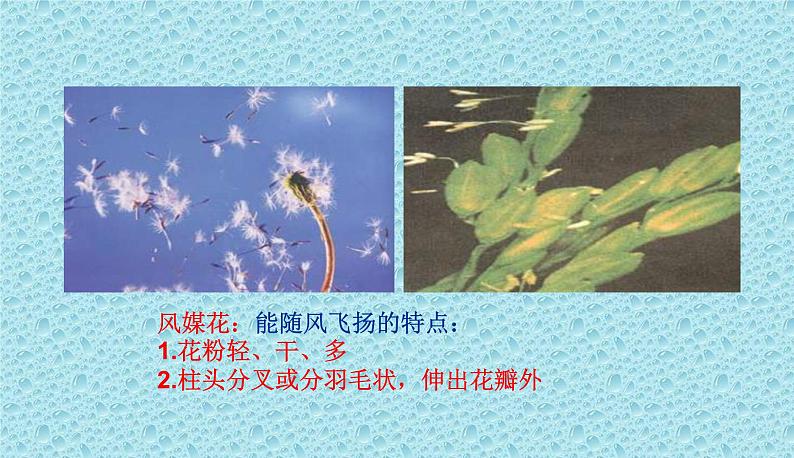 苏教版八下生物 21.2植物的有性生殖 课件08