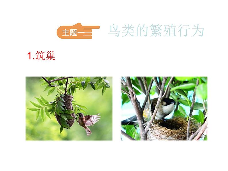 苏教版八下生物 21.5鸟类的生殖与发育 课件第3页