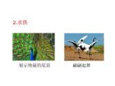 苏教版八下生物 21.5鸟类的生殖与发育 课件
