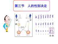 苏教版八年级下册第三节 人的性别决定教课课件ppt