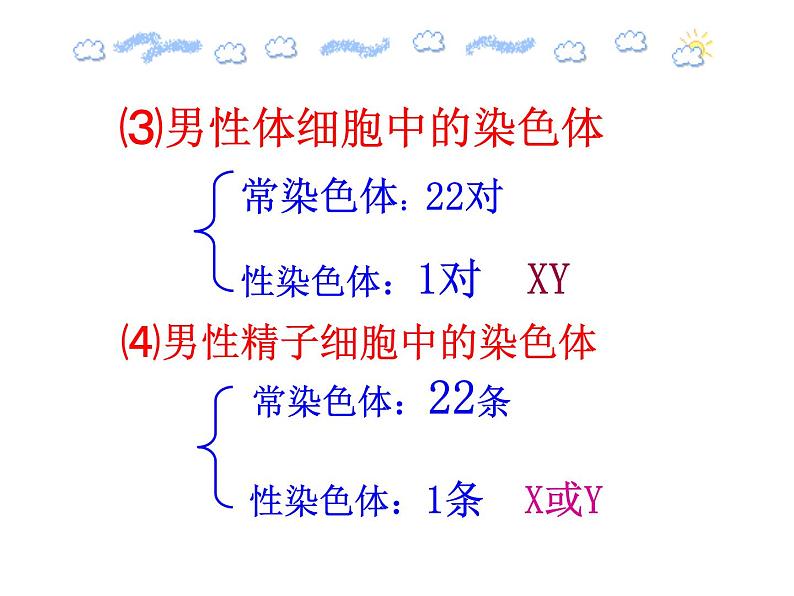 苏教版八下生物 22.3人的性别决定 课件05