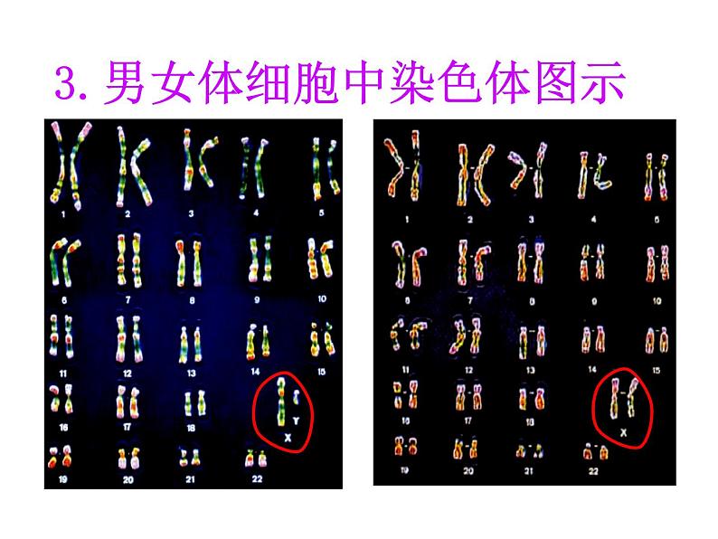 苏教版八下生物 22.3人的性别决定 课件07