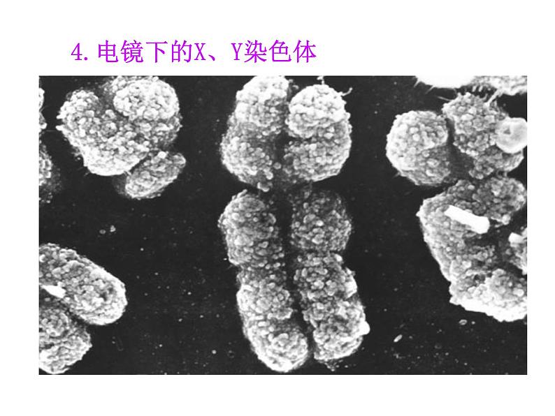 苏教版八下生物 22.3人的性别决定 课件08