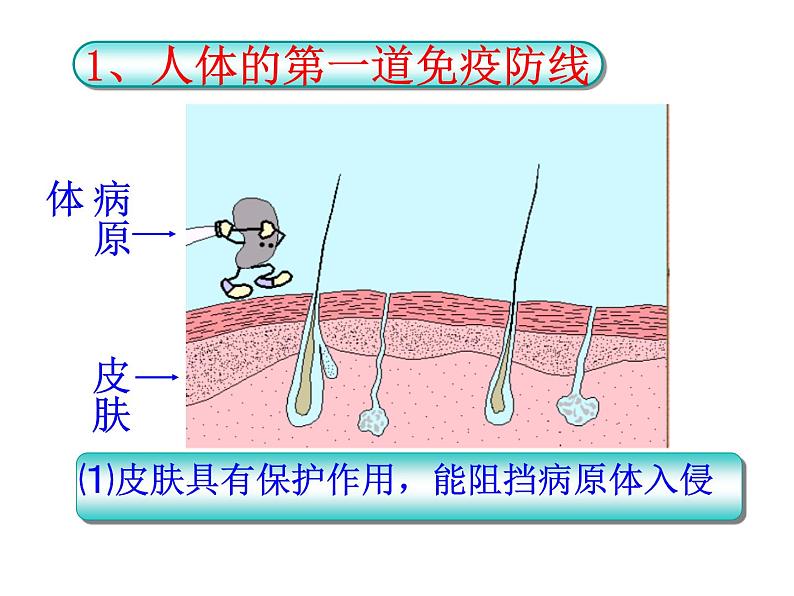 苏教版八下生物 25.3免疫 课件05