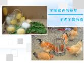 苏教版八下生物 22.5生物的变异 课件