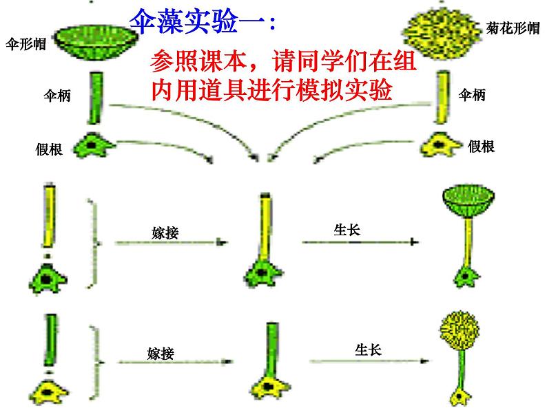 苏教版八下生物 22.1DNA是主要的遗传物质 课件第8页