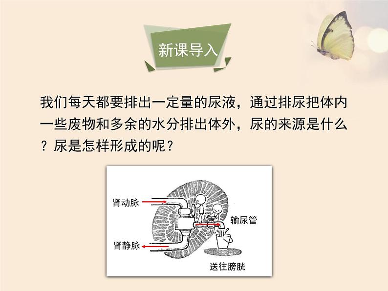 苏教版七下生物 11.2人体废物的排出 课件第2页