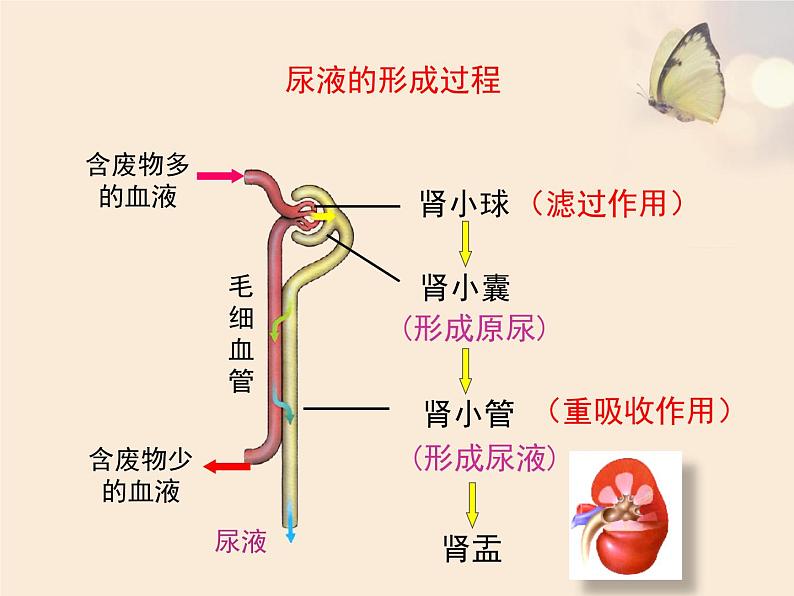 苏教版七下生物 11.2人体废物的排出 课件第8页