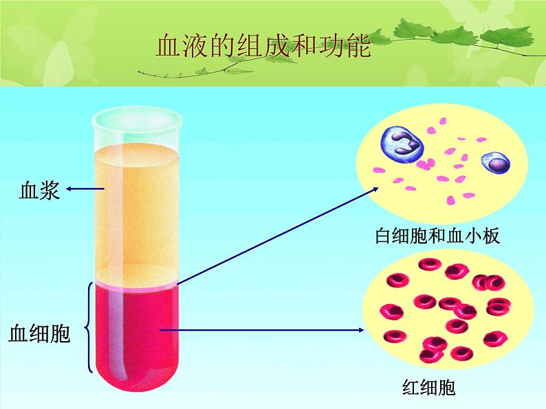 苏教版七下生物 10.1血液和血型 课件第6页