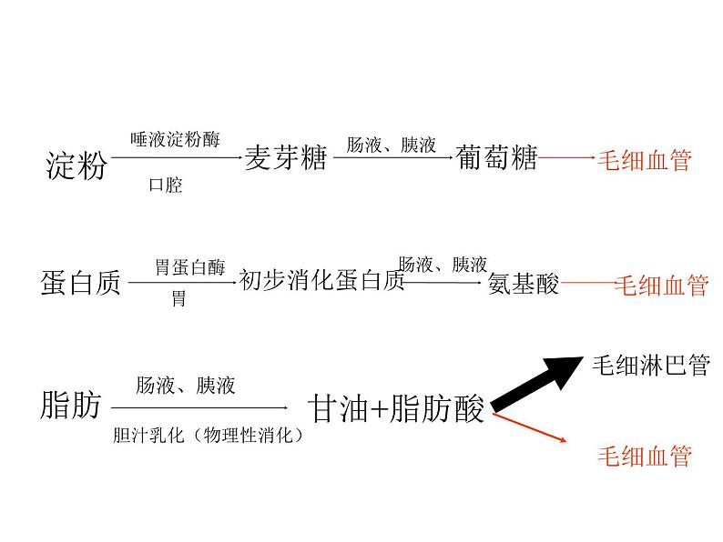 苏教版七下生物 9.2人体的消化与吸收 课件第5页