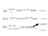 苏教版七下生物 9.2人体的消化与吸收 课件