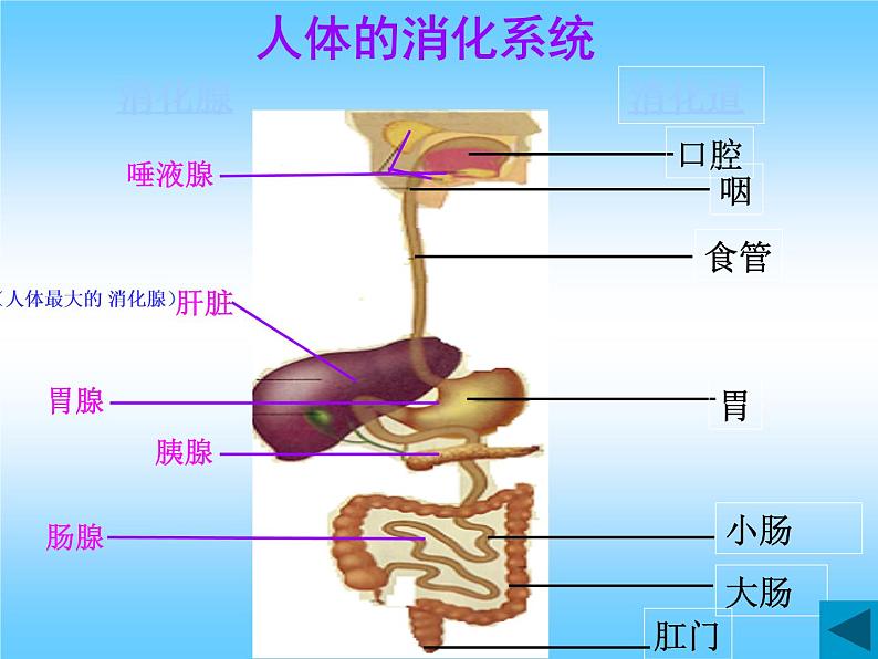 苏教版七下生物 9.2人体的消化与吸收 课件第3页