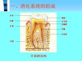 苏教版七下生物 9.2人体的消化与吸收 课件