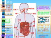 苏教版七下生物 9.2人体的消化与吸收 课件