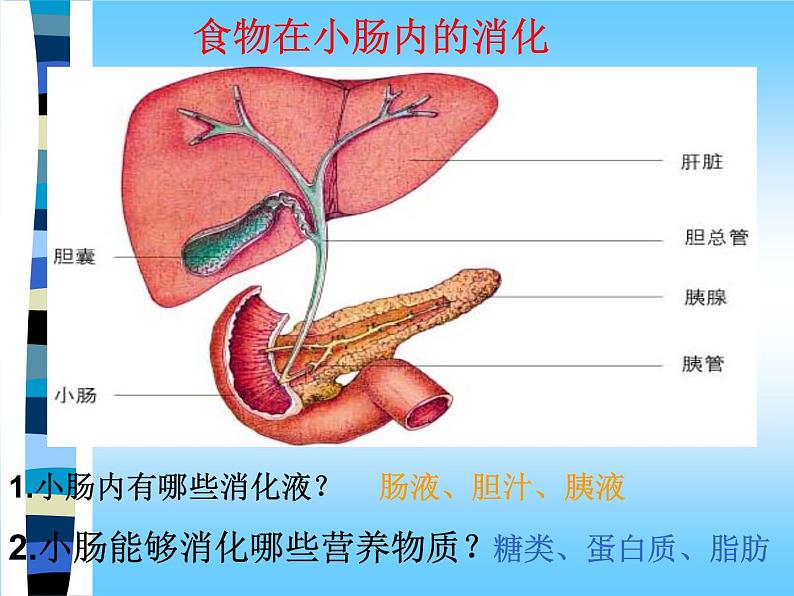 苏教版七下生物 9.2人体的消化与吸收 课件第8页