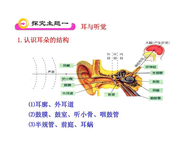 苏教版七下生物 12.3人体感知信息 课件04