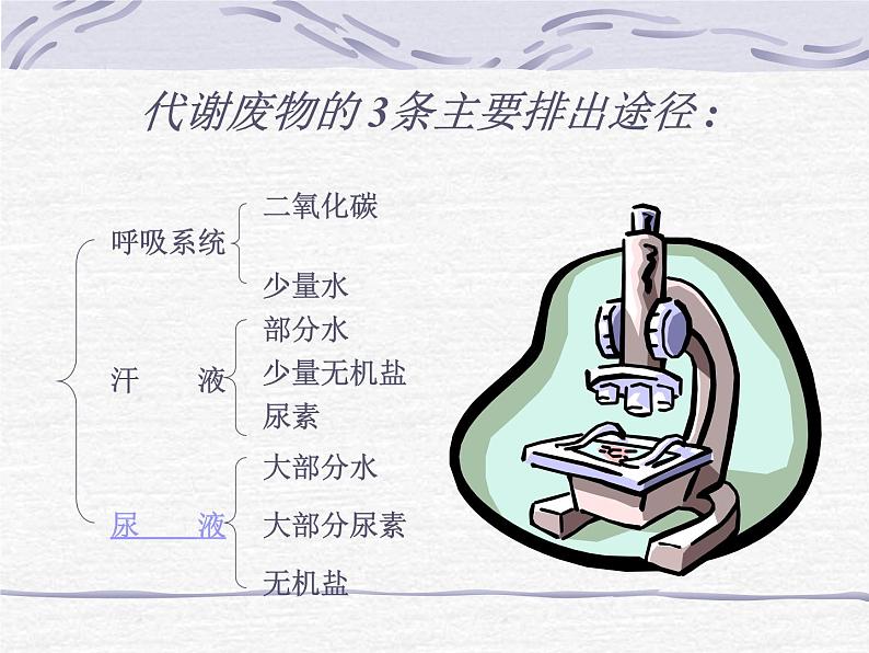 人教版七下生物 5人体内废物的排出 课件02