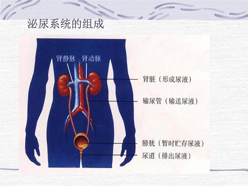 人教版七下生物 5人体内废物的排出 课件03