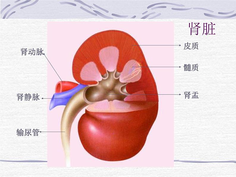 人教版七下生物 5人体内废物的排出 课件04