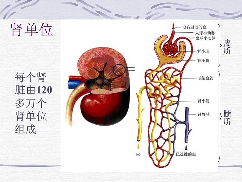 人教版七下生物 5人体内废物的排出 课件05