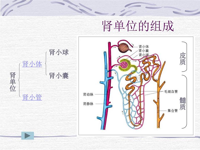 人教版七下生物 5人体内废物的排出 课件06