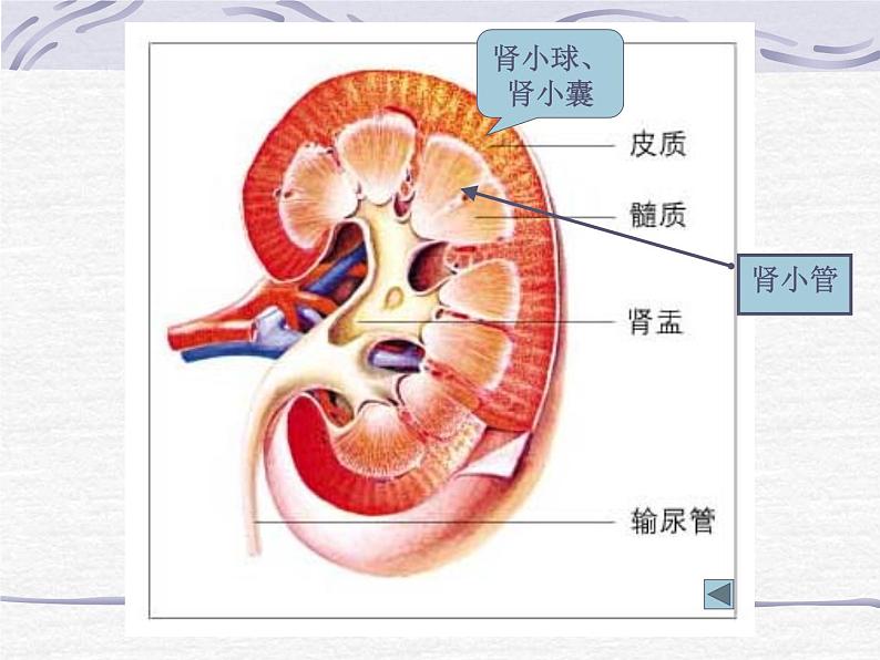 人教版七下生物 5人体内废物的排出 课件07