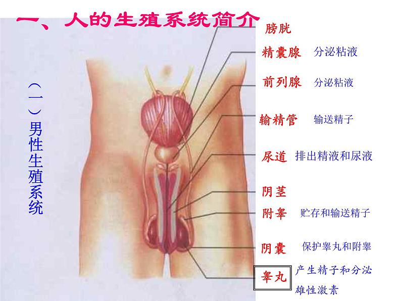 人教版七下生物 1.2人的生殖 课件03