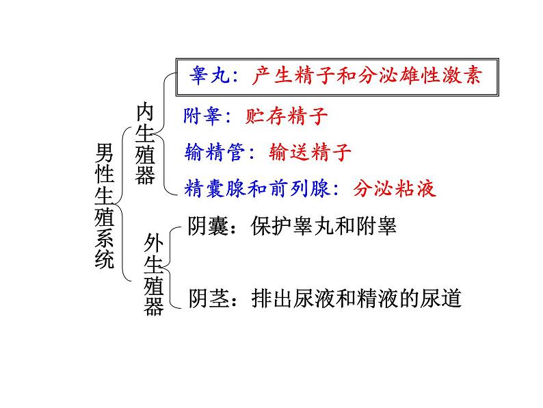 人教版七下生物 1.2人的生殖 课件04