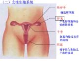 人教版七下生物 1.2人的生殖 课件