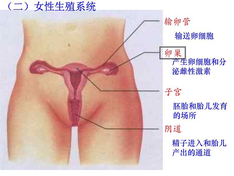 人教版七下生物 1.2人的生殖 课件05