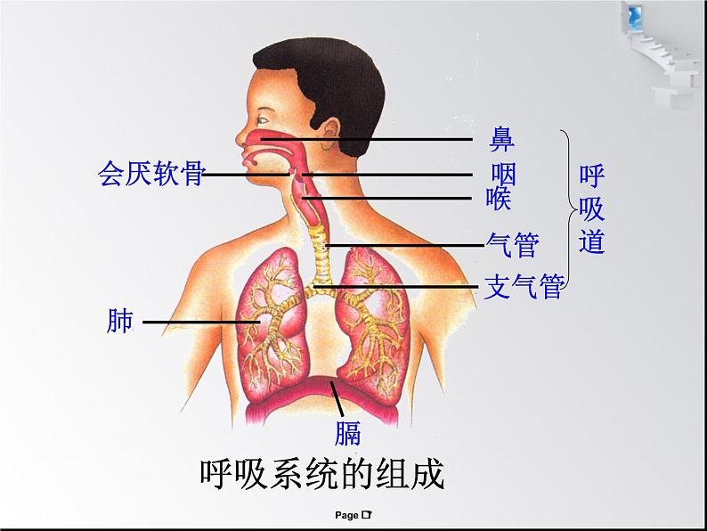 人教版七下生物 3.1呼吸道对空气的处理 课件第7页