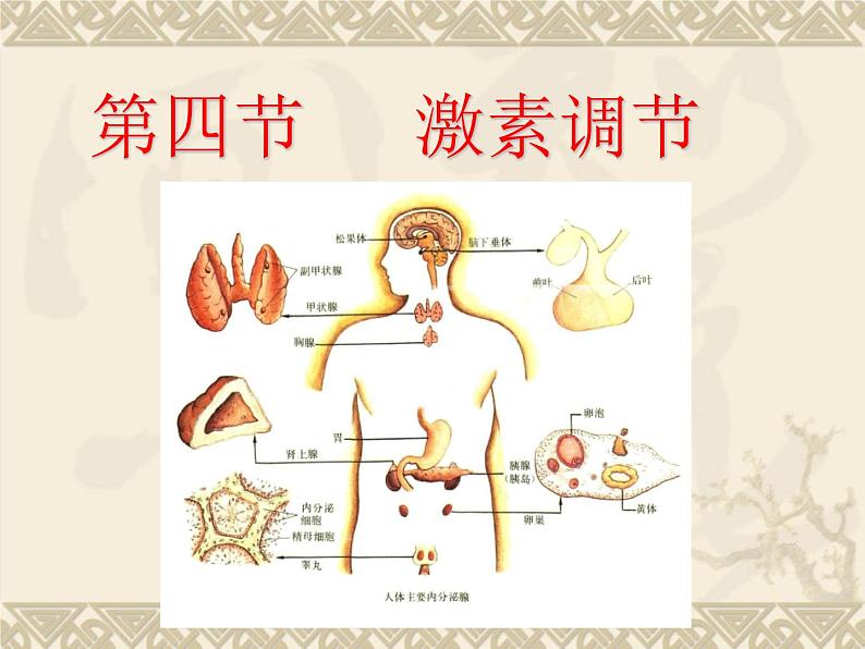 人教版七下生物 6.4激素调节 课件第1页